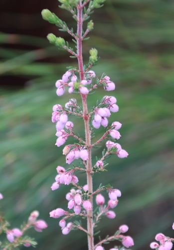Image of Erica hirtiflora by (c) Tony Rebelo, some rights reserved (CC BY-SA)