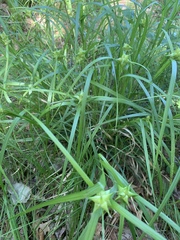 Carex intumescens