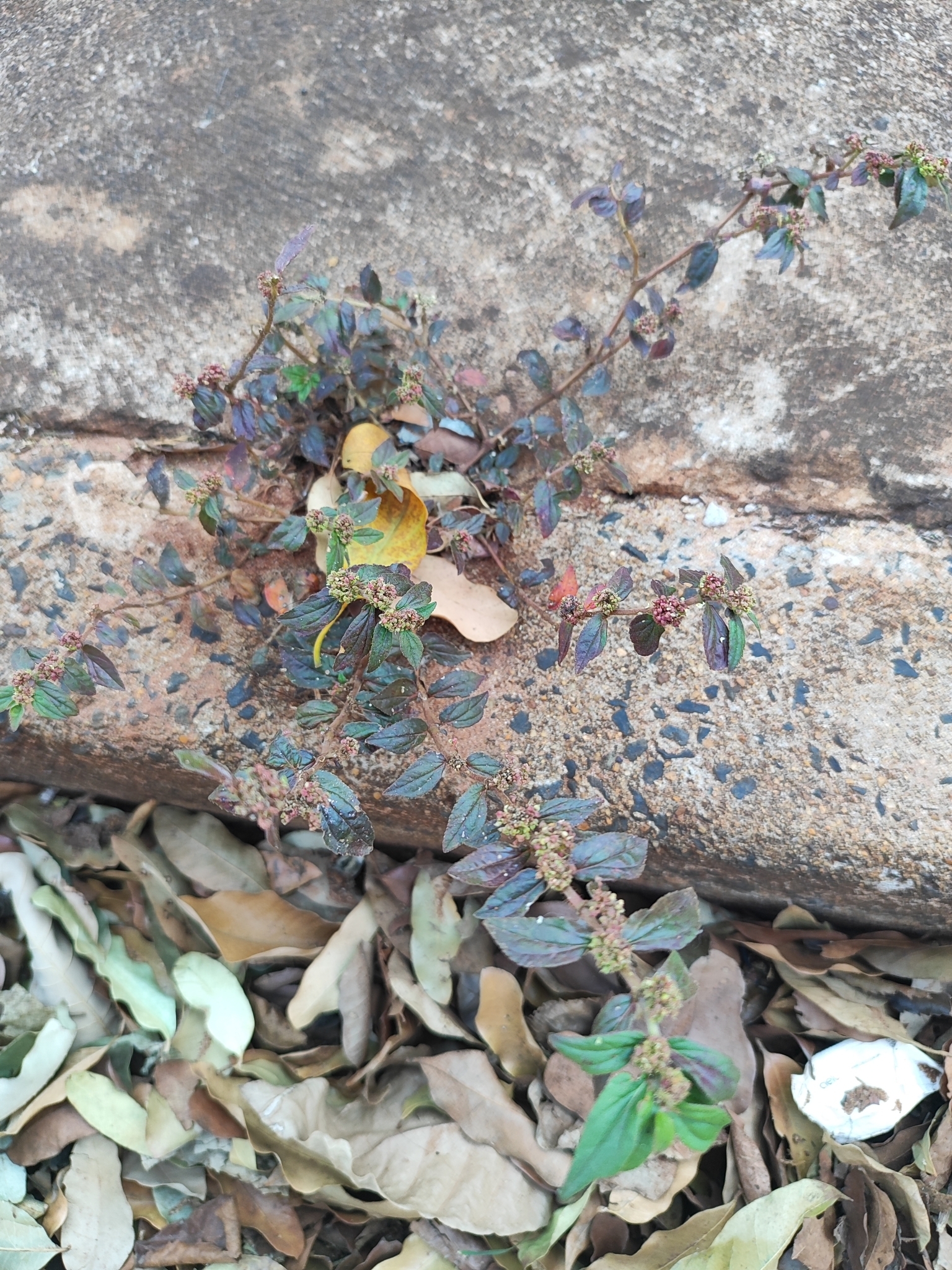 Euphorbia hirta