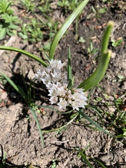 Allium brandegeei