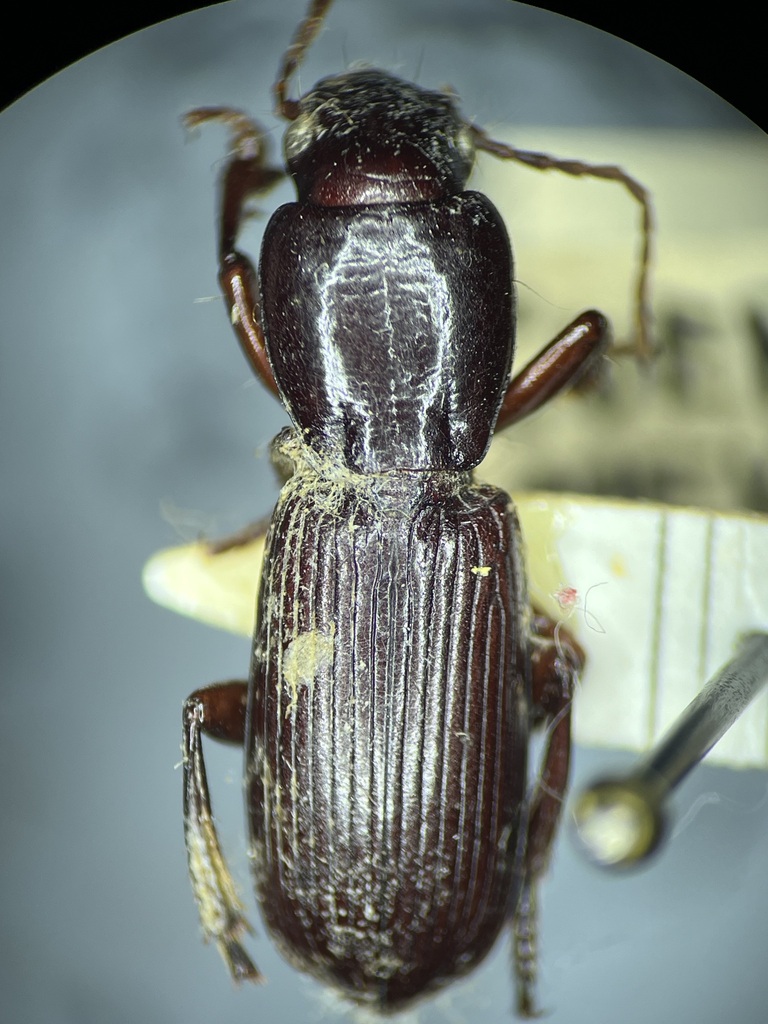 Stenomorphus convexior