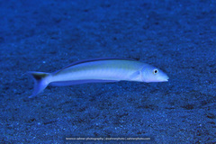 Malacanthus plumieri