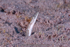 Chaenopsis limbaughi