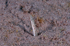 Chaenopsis limbaughi