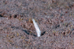 Chaenopsis limbaughi