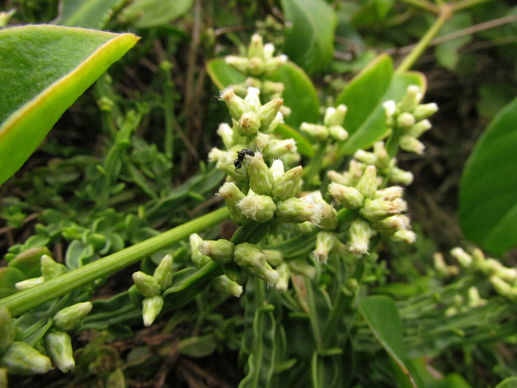 Carqueja