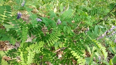 Vicia cassubica
