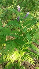 Vicia cassubica
