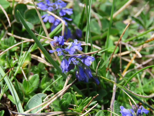Alpine Milkwort