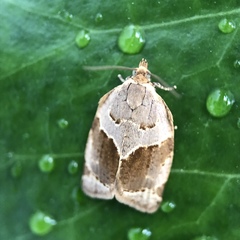 Clepsis dumicolana