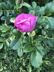 Rosa rugosa