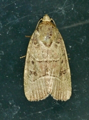 Elaphria fuscimacula