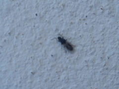 Metopoplax origani