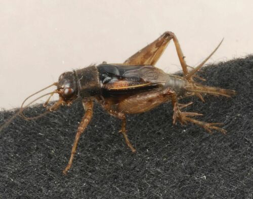 Southern Ground Cricket photo 2