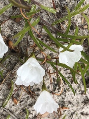 Stylisma patens angustifolia