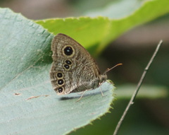 Ypthima tappana
