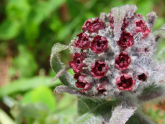 Cynoglossum magellense