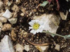 Achillea barrelieri barrelieri