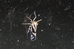 Delphax crassicornis