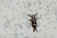 Delphax crassicornis