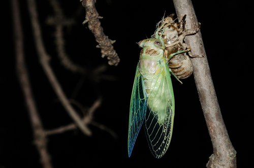 Common Cicada, photo 5 of 8