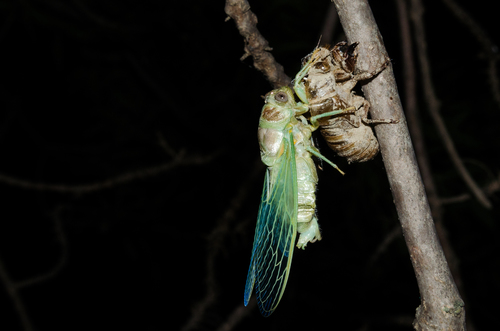 Common Cicada, photo 6 of 8