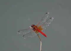 Sympetrum speciosum