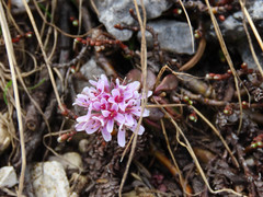 Noccaea stylosa