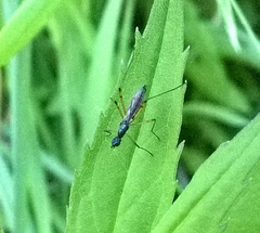 Micropeza corrigiolata