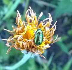 Cryptocephalus sericeus
