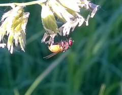 Thricops semicinereus