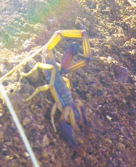 Centruroides margaritatus