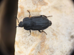 Aclypea opaca