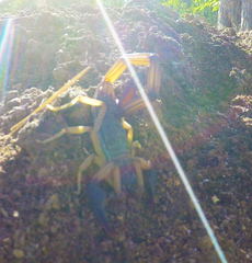 Centruroides margaritatus