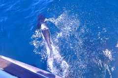 Lissodelphis borealis