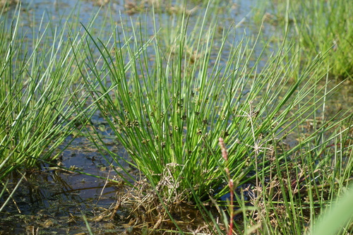 Dwarf clubrush (Schoenoplectiella supina)