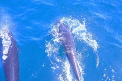 Lissodelphis borealis