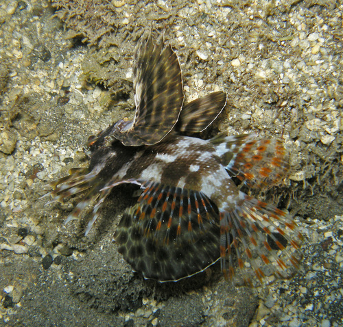 Dendrochirus barberi observed 2011-10-28