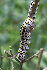 Cucullia scrophulariae