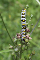 Cucullia scrophulariae