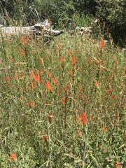 Castilleja minor stenantha