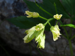 Cardamine enneaphyllos
