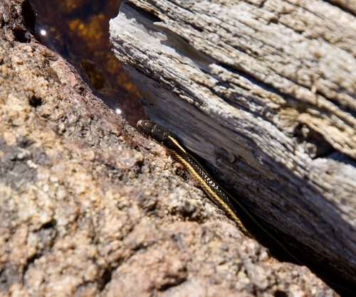 iNaturalist observation photo of Mountain Garter Snake