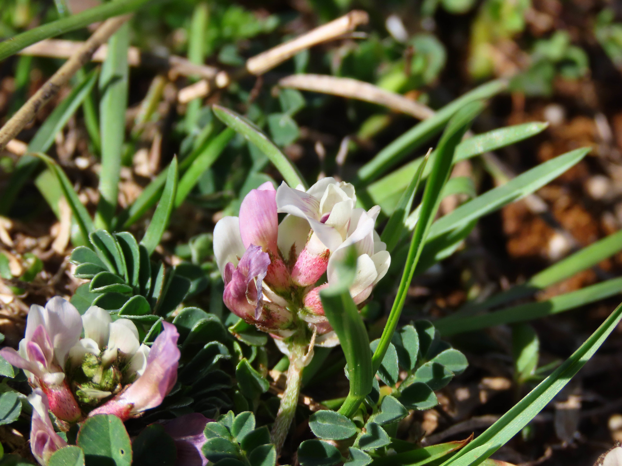 Astragalus depressus