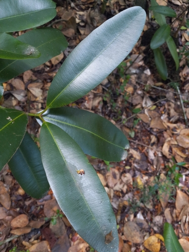 Calophyllum brasiliense - Whole tree
