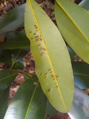 Calophyllum brasiliense - Whole tree