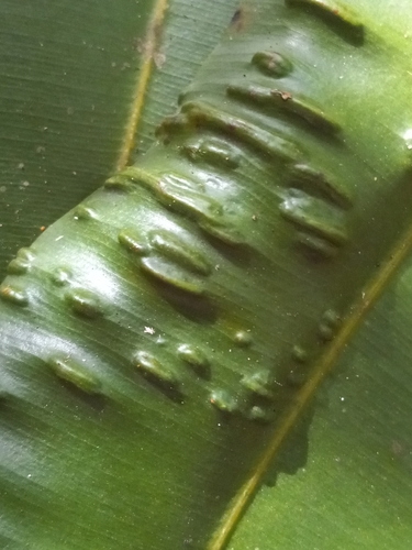 Calophyllum brasiliense - Leaves