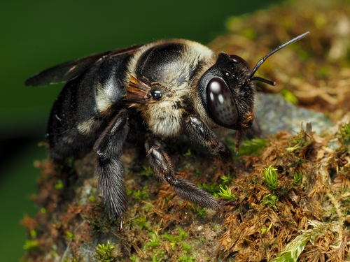 Xylocopa dejeanii Lepeletier, 1841