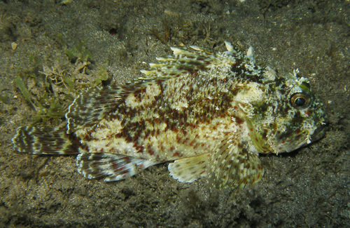 Spotfin scorpionfish (Sebastapistes ballieui) — Scorpaenidae — 2