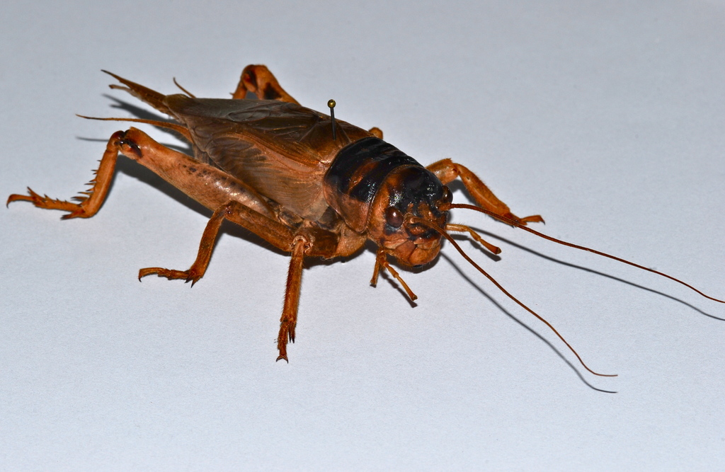 Brachytrupes grandidieri